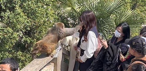 女子给猴子喂食被掌掴 景区回应
